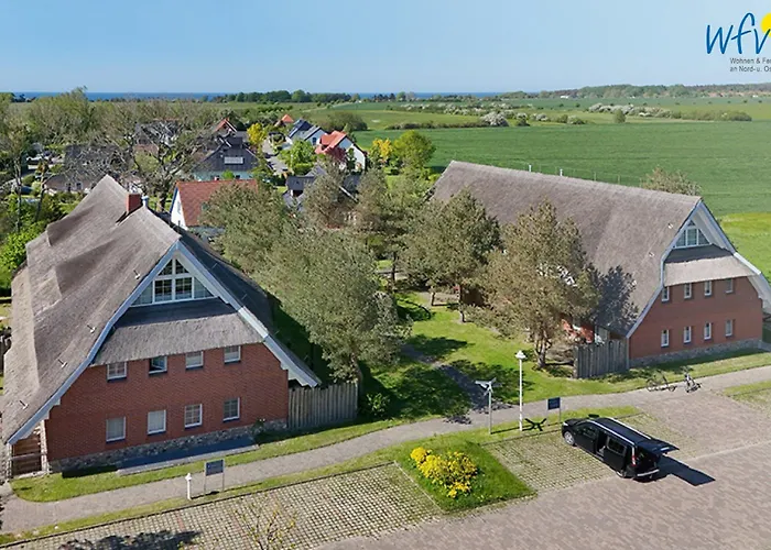 Am Gutspark Drankse Strandflieder